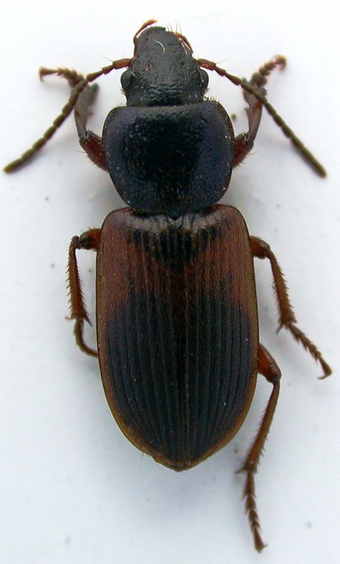 Gynandromorphus etruscus 11mm.jpg