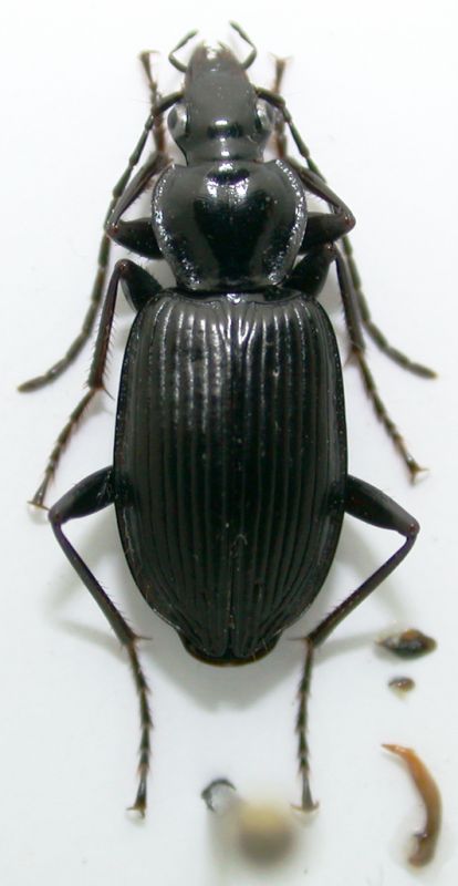 Limodromus krynickii a 12mm.jpg