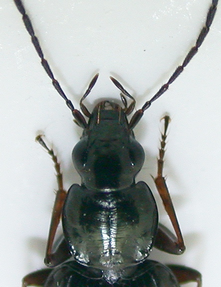 Agonum b.jpg