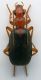 Brachinus plagiatus cf. 10mm.jpg