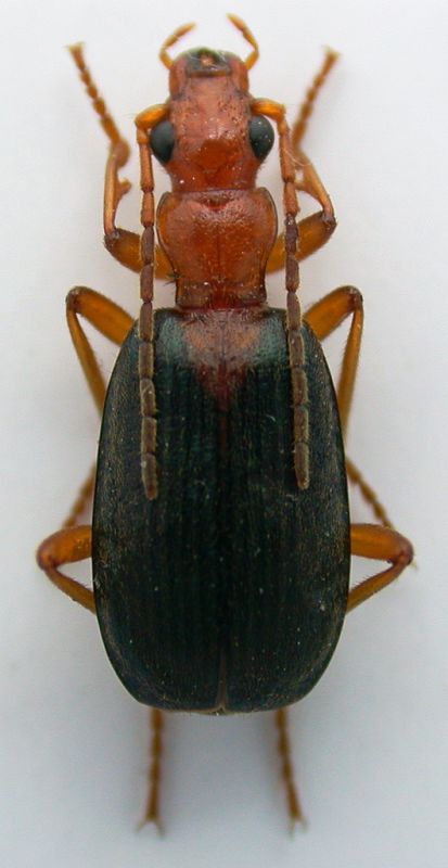 Brachinus plagiatus cf. 10mm.jpg