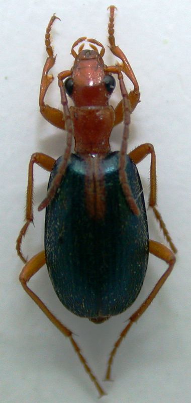 Brachinus sclopeta 6,5mm.jpg