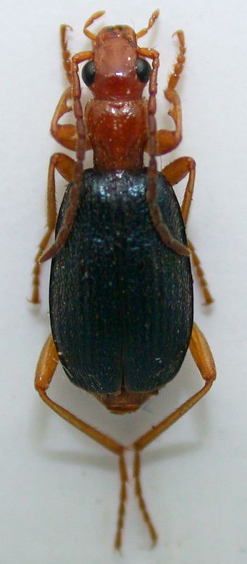 Brachinus 2 6,5mm.jpg