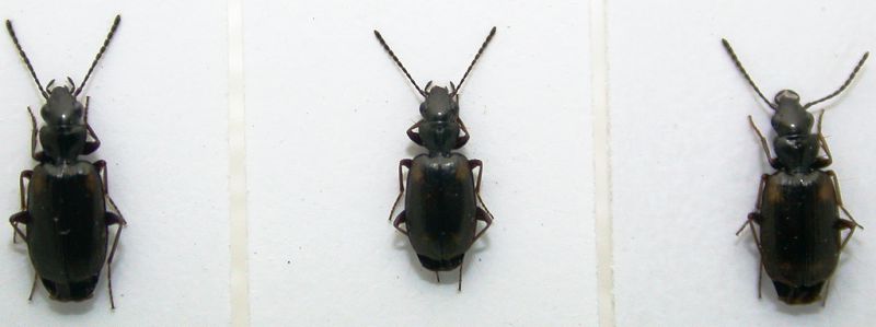 Syntomus obscuroguttatus 3-3,5mm.jpg