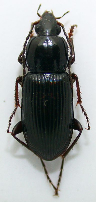 Pterostichus vernalis 8mm.jpg