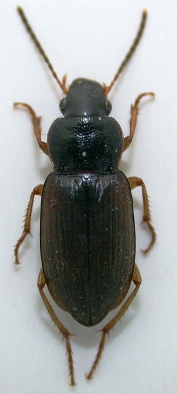 Parophonus maculicornis 7mm.jpg
