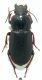 Harpalus oblitus 11mm.jpg