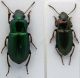 Harpalus distinguendus 10 - 8mm.jpg