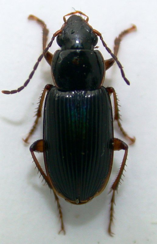 Stenolophus 7mm.jpg