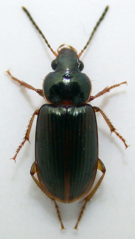 Egadroma marginatum 6mm.jpg