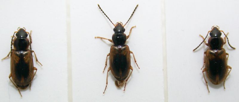 Acupalpus 4mm.jpg