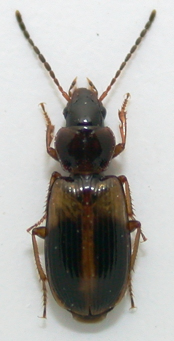 Acupalpus meridianus 4,5mm.jpg