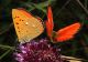 2010_07_29__022.JPG