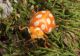 2009_11_17_macro_9_22.JPG