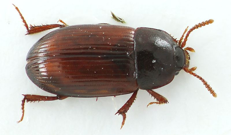 20145_45Aphodius.jpg