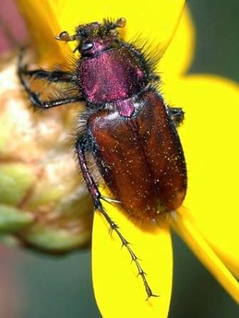Eulasia_japhoensis_s.jpg