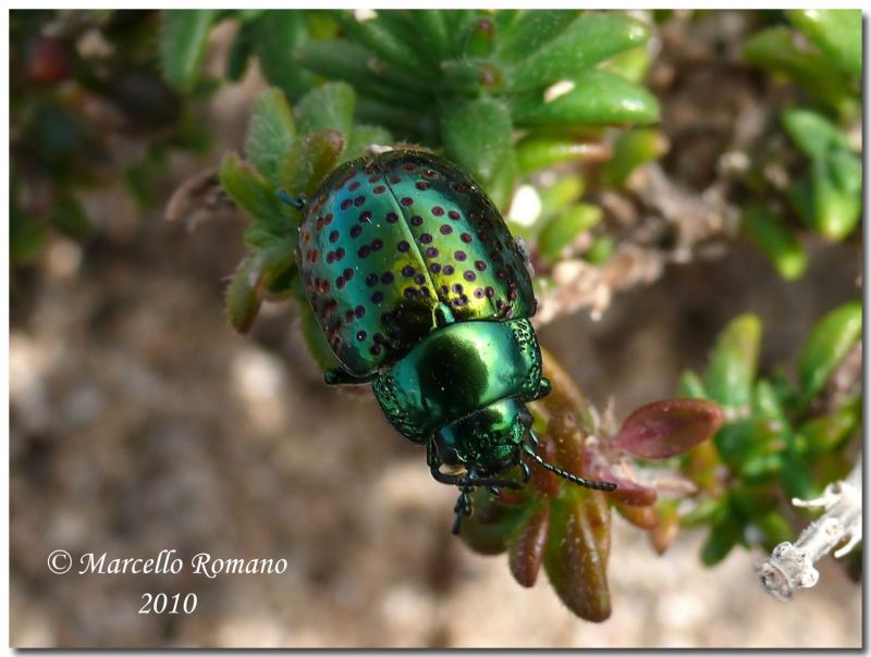 Chrysolina bicolor_ 27 III 2010.jpg