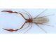 Pseudoscorpione.jpg