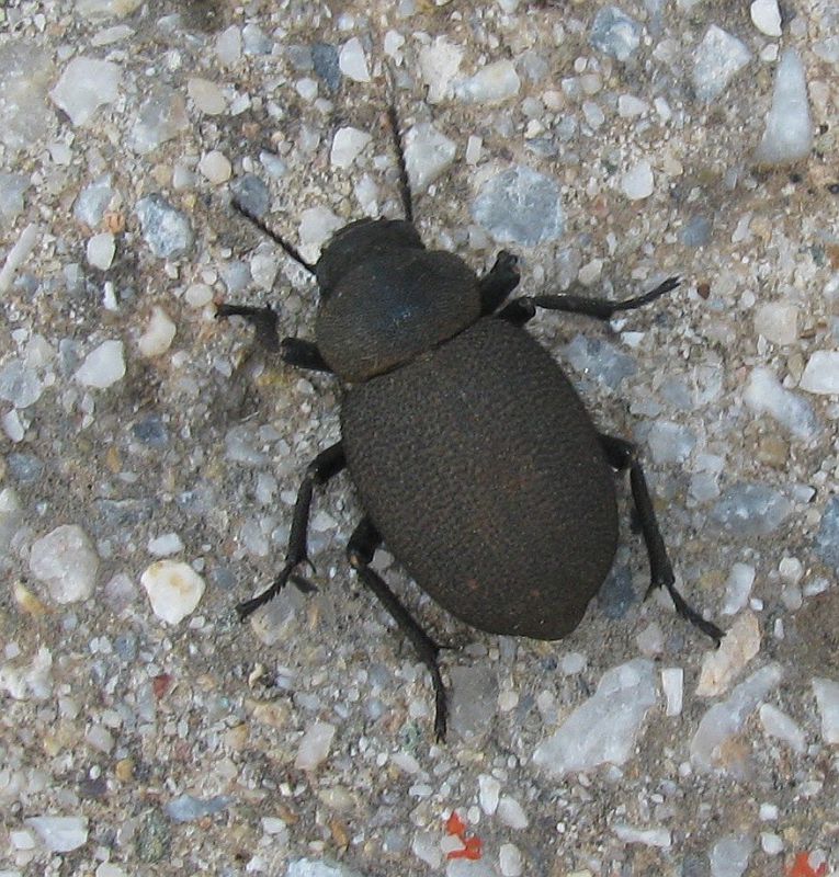 Coleoptera.jpg