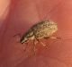Coleoptera.jpg