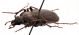 Comb1605_40zF5cr.jpg