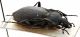 Comb1601_31zF5cr.jpg