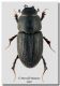 Trichonotulus scrofa_San Vito Lo Capo_27 III 2010.jpg