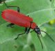 Coleoptera.jpg