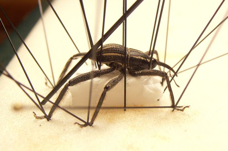 Curculionide bis jpg.jpg