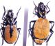 Graphipterus  limbatus 24 20 mm.JPG