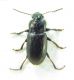 Carabidae.jpg