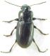 Carabidae1.jpg