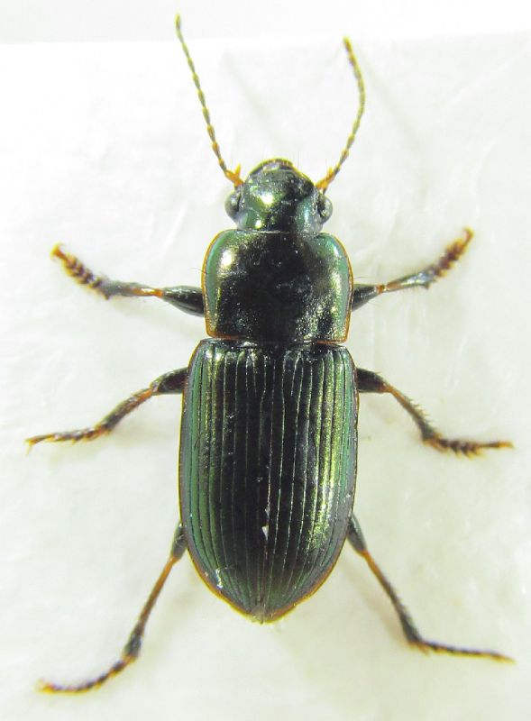 Carabidae4.jpg