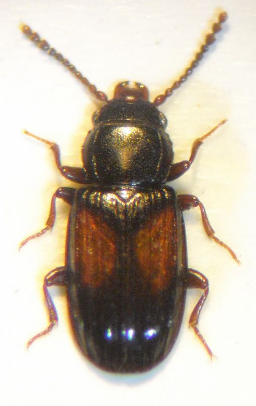 L. nigricollis 007 A.jpg