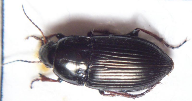 carabidae da ID novello 003.jpg