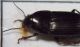carabidae da ID novello 006.jpg