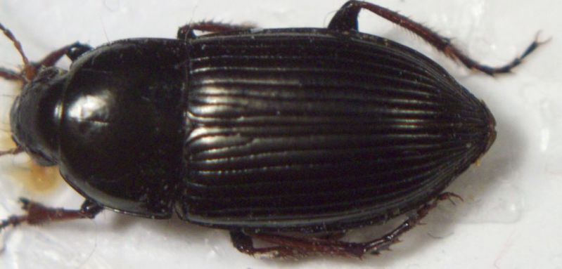 carabidae da ID novello 007.jpg