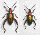 Sagra laticollis.jpg