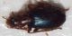 BRACHINUS da IDd 002.jpg