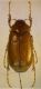G. genei 2.JPG