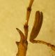 G. genei 1°tarsomero protibia.jpg