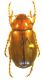 firminus fossulatus 1.jpg