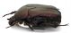 Comb1619_21zF8cr.jpg