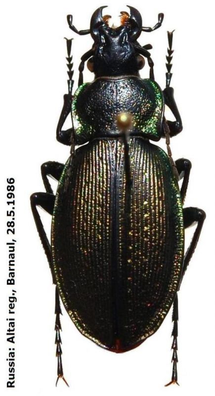 Carabus (Morphocarabus) regalis regalis Fischer, 1822.JPG