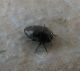 Buprestidae.jpg