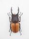 PROSOPOCOILUS TRAGULUS ASSIMILIS m.jpg
