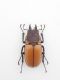 PROSOPOCOILUS TRAGULUS ASSIMILIS m 2.jpg