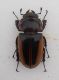 PROSOPOCOILUS TRAGULUS ASSIMILIS f.jpg
