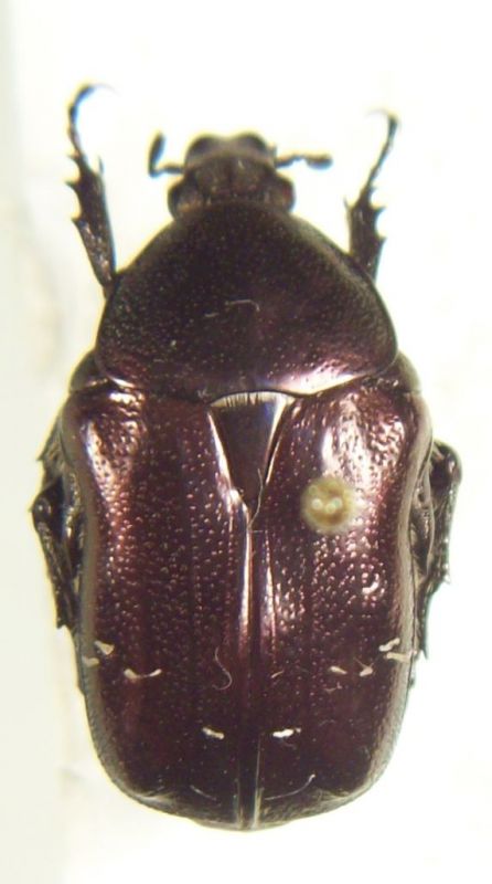 cetonia 003.jpg