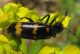 Mylabris sp.jpg